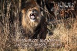 Animals: Lion - Gal 2v20